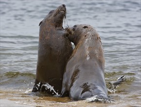 South African Fur Seals in water, Namibia, Africa. Date : 2008