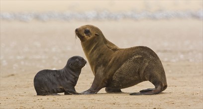 South African Fur Seal, mother and baby, Namibia, Africa. Date : 2008