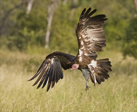 Hooded Vulture landing, Greater Kruger National Park, South Africa. Date : 2008