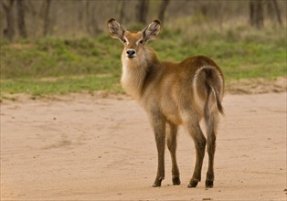 Waterbuck on sand, Greater Kruger National Park, South Africa. Date : 2008