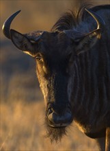 Close up of Blue Wildebeest (Brindled Gnu), Greater Kruger National Park, South Africa. Date : 2008