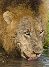 Male lion drinking, Greater Kruger National Park, South Africa. Date : 2008