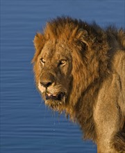 Close up of male lion, Greater Kruger National Park, South Africa. Date : 2008