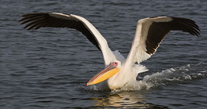 Great White Pelican landing in water, Namibia, Africa. Date : 2008