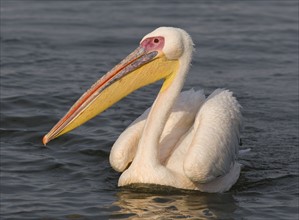 Great White Pelican floating in water, Namibia, Africa. Date : 2008