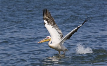 Great White Pelican landing in water, Namibia, Africa. Date : 2008