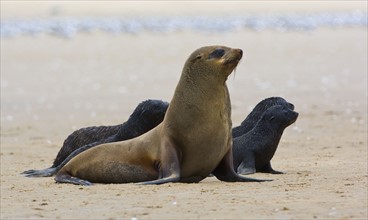 South African Fur Seal, mother and babies, Namibia, Africa. Date : 2008