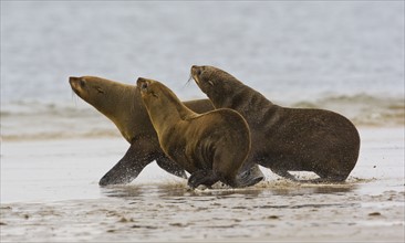 South African Fur Seals running, Namibia, Africa. Date : 2008