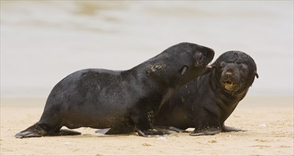 Baby South African Fur Seals on sand, Namibia, Africa. Date : 2008