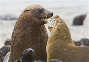 Parents and baby seals, South African Fur Seal, Namibia, Africa. Date : 2008