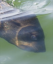 South African Fur Seal swimming underwater, Namibia, Africa. Date : 2008