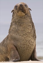 Close up of South African Fur Seal, Namibia, Africa. Date : 2008