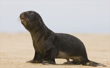 Close up of baby South African Fur Seal, Namibia, Africa. Date : 2008