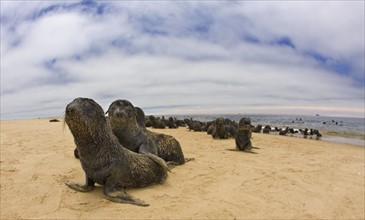 Close up of baby South African Fur Seals, Namibia, Africa. Date : 2008