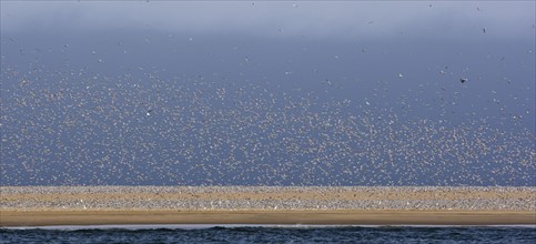 Flock of Damara Terns on coast, Namibia, Africa. Date : 2008
