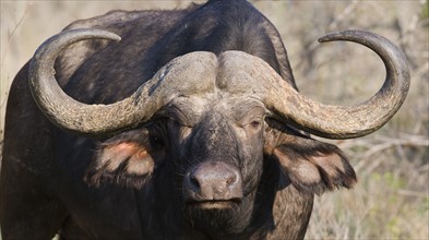 Close up of Cape Buffalo, Greater Kruger National Park, South Africa. Date : 2008