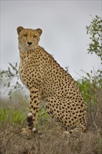 Close up of cheetah, Greater Kruger National Park, South Africa. Date : 2008
