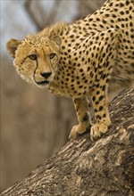 Cheetah on tree trunk, Greater Kruger National Park, South Africa. Date : 2008