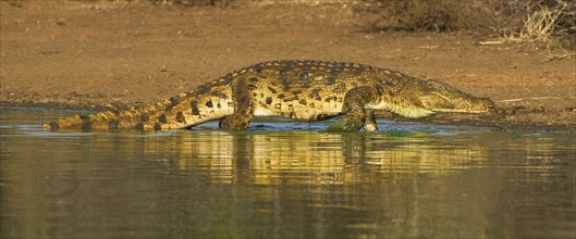 Nile Crocodile walking in water, Greater Kruger National Park, South Africa. Date : 2008