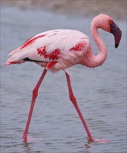 Close up of Lesser Flamingo, Namibia, Africa. Date : 2008