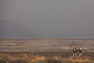 Antlered Gemsbok, Namib Desert, Namibia, Africa. Date : 2008