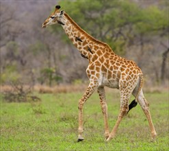 Giraffe walking, Greater Kruger National Park, South Africa. Date : 2008