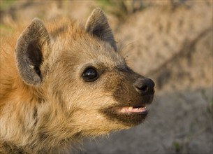 Close up of Spotted Hyaena, Greater Kruger National Park, South Africa. Date : 2008
