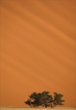 Tree in front of sand dune, Namib Desert, Namibia, Africa. Date : 2008