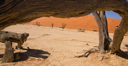 View under dead tree, Namib Desert, Namibia, Africa. Date : 2008