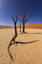 Dead trees, Namib Desert, Namibia, Africa. Date : 2008