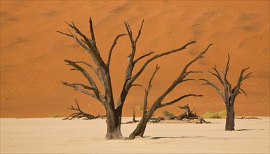 Dead trees, Namib Desert, Namibia, Africa. Date : 2008