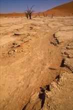 Dried riverbed, Namib Desert, Namibia, Africa. Date : 2008