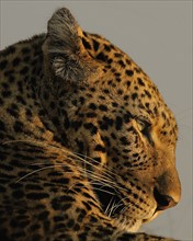 Close up of Leopard, Greater Kruger National Park, South Africa. Date : 2008