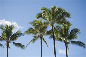 Low angle view of palm trees. Date : 2008