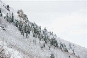 Snow covered trees on mountain side. Date : 2008