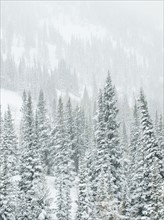 Snow covered trees on mountain, Wasatch Mountains, Utah, United States. Date : 2008