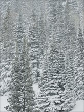Snow covered trees, Wasatch Mountains, Utah, United States. Date : 2008