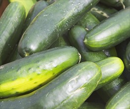 cucumbers, produce. Date : 2008