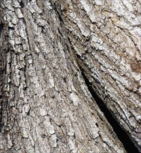trees/ bark. Date : 2008