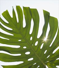 Close up of tropical leaf.
