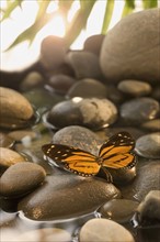 Butterfly on wet rock.