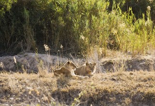 Lions sunning in grass. Date : 2008