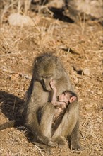 Baboon cradling baby in lap. Date : 2008