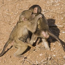 Baby baboons playing in dirt. Date : 2008