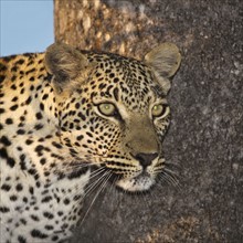 Close up wild leopard in tree. Date : 2008