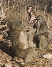 Baboon lifting baby in air. Date : 2008