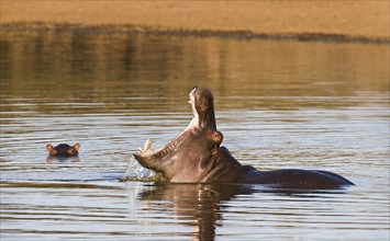 Hippopotamus yawning in water. Date : 2008