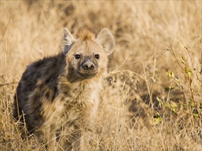 Alert hyena standing in grass. Date : 2008