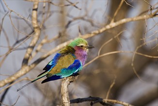 Colorful bird perched on tree branch. Date : 2008