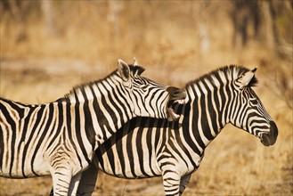 Two zebras standing in grass. Date : 2008